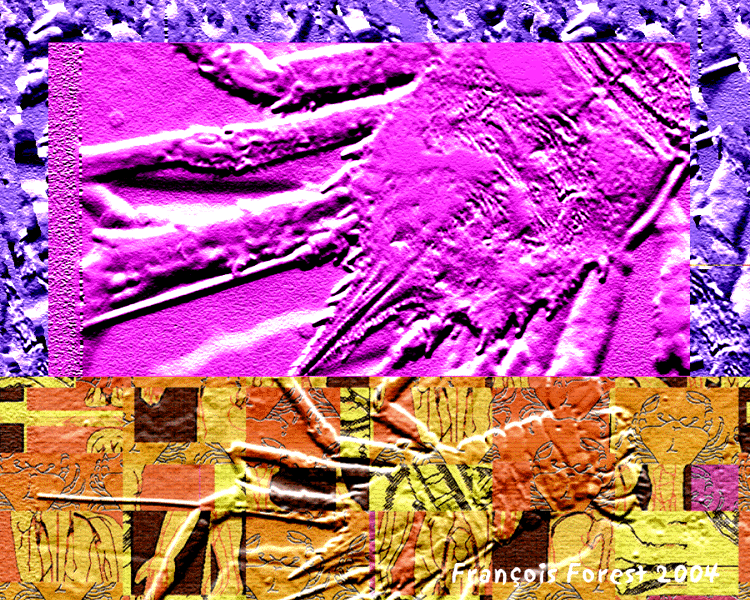 CARAPACES FESTIVES 1.gif